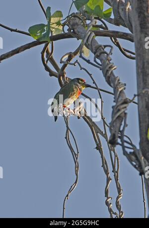 Coppersmith Barbet (Megalaima haemacephala indica) adult male perched on vine Kaeng Krachan, Thailand       November Stock Photo