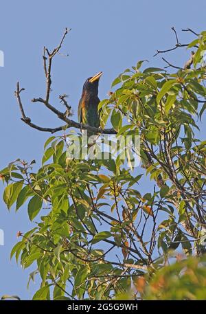 Great Barbet (Megalaima virens virens) adult perched on top of tree calling Kaeng Krachen NP, Thailand         January Stock Photo