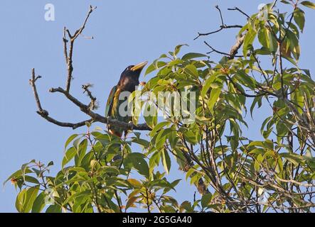 Great Barbet (Megalaima virens virens) adult perched on top of tree Kaeng Krachen NP, Thailand         January Stock Photo