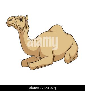 Camel Drawing - ReusableArt.com