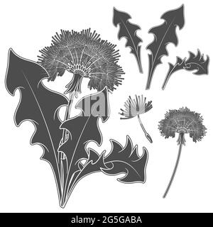 Set of images with a dandelion. Isolated vector black and white objects on white background. Stock Vector