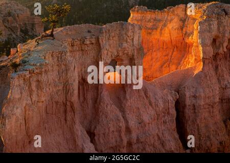 A pine tree growing above a window at sunrise in Bryce Ampitheater, Bryce Canyon National Park Stock Photo