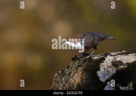 An adult Dipper or White-throated Dipper (Cinclus cinclus) with food for its young in the Yorkshire Dales National Park Stock Photo