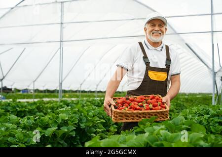 Positive man harvesting strawberries in greenhouse Stock Photo - Alamy