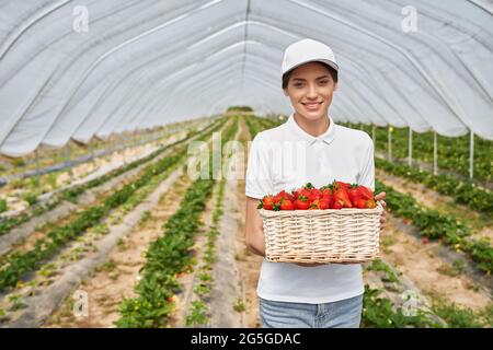 Front view of smiling beautiful young woman in white clothes and cap holding basket with red ripe strawberries in modern greenhouse. Concept of process picking tasty berries. Stock Photo