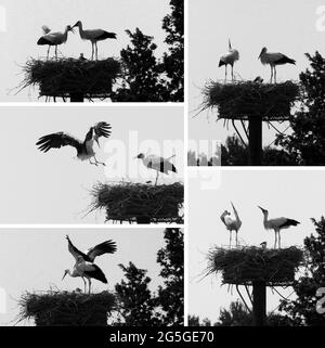 A series of photos of a stork pair with two youngsters. One of the adults is leaving on one photo and comes afterwards back. Then follows a greeting Stock Photo