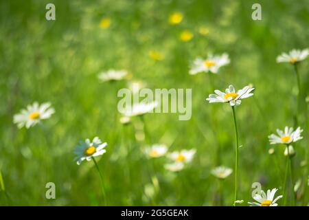 White daisies on a green meadow on a sunny summer morning. Background. Selective focus. Stock Photo