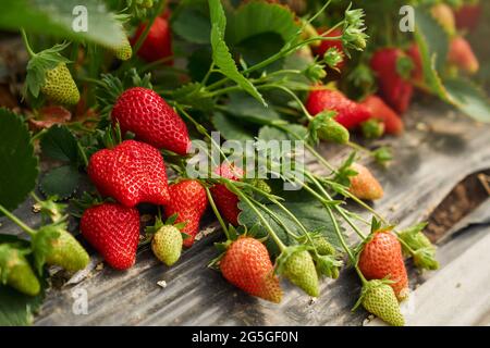 Growing strawberries in the open ground using a black film Stock Photo ...