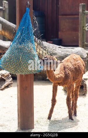 Baby Llama feeding in farmyard at ZSL London Zoo, Regent's Park, City of Westminster, Greater London, England, United Kingdom Stock Photo