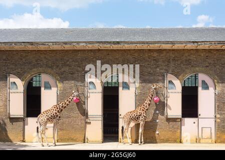 Giraffes (Giraffa) outside enclosure at ZSL London Zoo, Regent's Park, City of Westminster, Greater London, England, United Kingdom Stock Photo