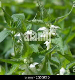 Close-Up of the Wild Flower White Dead-Nettle (Lamium Album), or Blind Nettle, in Sunshine Stock Photo