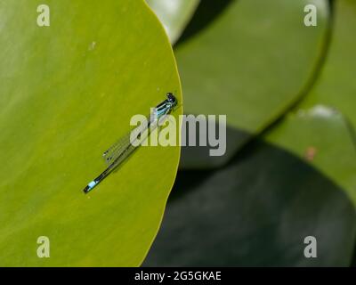 A Blue-tailed Damselfly also known as the Common Bluetail (Ischnura elegans), resting on a leaf. Stock Photo