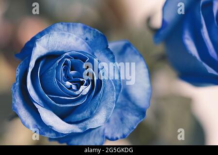 gorgeous blue rose on a light background Stock Photo