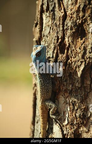 Blue headed agama lizard on tree trunk Stock Photo