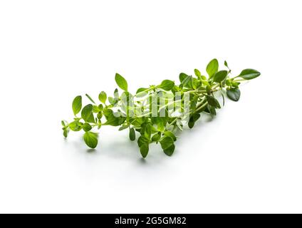Brunch  of lemon balm herb isolated on white background Stock Photo