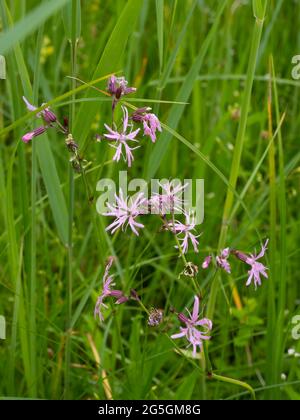 Silene flos-cuculi (syn. Lychnis flos-cuculi), commonly called Ragged-robin. Stock Photo