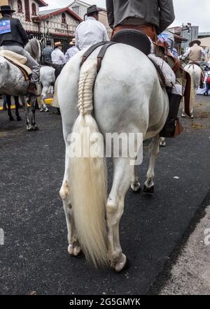 Fancy braided tail on a horse in a parade in San Jose, Costa Rica. Stock Photo