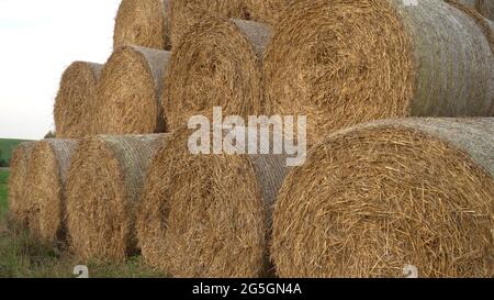 Large hay bales stacked on a field. The scene in a hue of the yellow to golden nature colors. A scenic close-up view of rolls in autumn after harvest Stock Photo