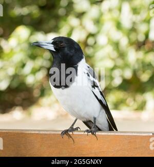 Pied Butcherbird, Cracticus nigrogularis, with alert expression, on a bench against a background of green foliage in a city park in Australia Stock Photo