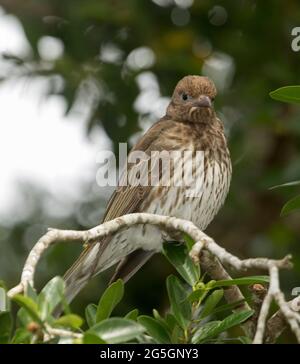 Female Green Figbird, Sphecotheres viridis, in native fig tree with ...