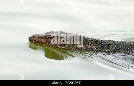 Varanus in water in summer day. Monitor lizard in river. Stock Photo