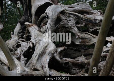 Dead tree seen as a sculpture in England, UK Stock Photo - Alamy