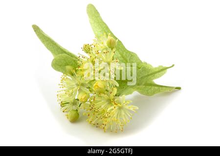 Linden flowers isolated on white background Stock Photo