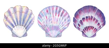 Seashell set watercolor illustration. Watercolour hand drawn sea shells isolated on white background. Marine purple underwater elements design. Print Stock Photo