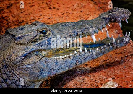 An American crocodile gapes its mouth at Mississippi Aquarium, June 24, 2021, in Gulfport, Mississippi. Stock Photo