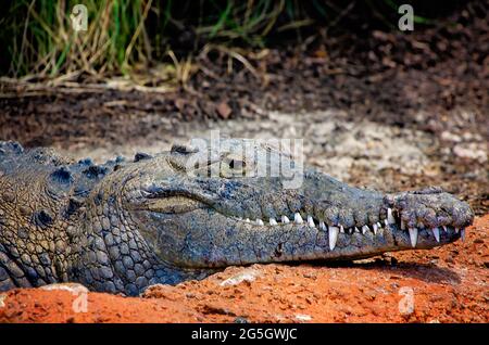 An American crocodile lays on the ground at Mississippi Aquarium, June 24, 2021, in Gulfport, Mississippi. Stock Photo