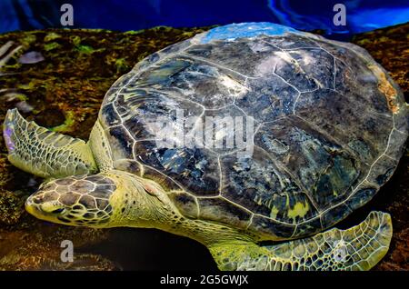 Banner, a green sea turtle, is pictured at Mississippi Aquarium, June 24, 2021, in Gulfport, Mississippi. Stock Photo