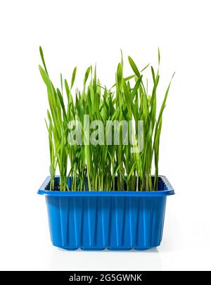 Potted organic oat sprouts isolated on white background. Fresh green grass for indoor cats grows in a blue plastic container. Germinated cereal plant. Stock Photo