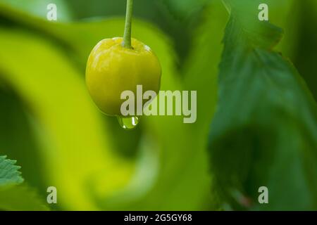 Beautiful view of raindrop on green cherry fruit. Stock Photo