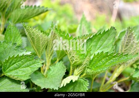 Urtica dioica or common nettle is a herbaceous perennial medicinal plant in the family Urticaceae growing outdoors in the garden, selective focus. Stock Photo