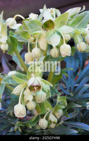 Flower cluster of Hellebore foetidus also called Stinking helleborus has small green flowers with a deep purple red edge to them a evergreen perennial Stock Photo