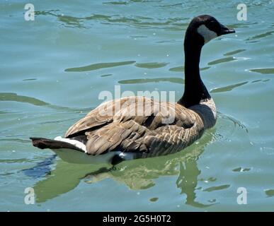 Canada goose canada clearance calgary