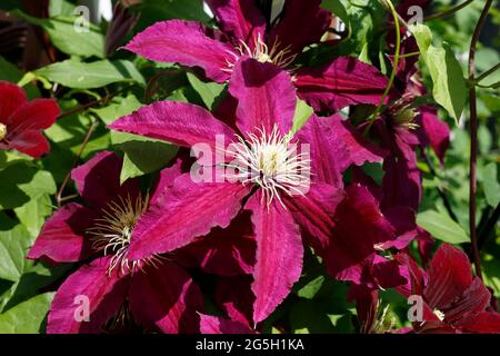 Red Purple Clematis Flower in bloom Stock Photo