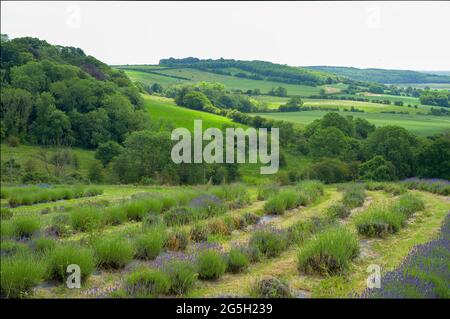 landscape views of trees fields sky and lavender plants landscape views of trees fields sky and lavender plants