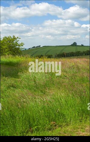 landscape views of trees fields sky and lavender plants