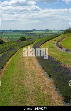 landscape view of lavender plants Stock Photo