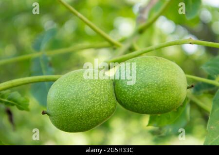 Green young walnuts on the tree. The walnut tree grows waiting to be harvested. Walnut tree close up. Green leaves background Stock Photo