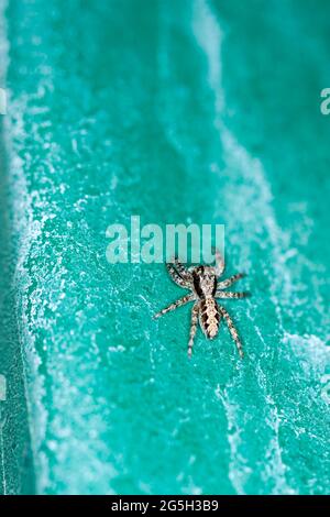 Top down view of a black and grey jumping spider on a green surface Stock Photo