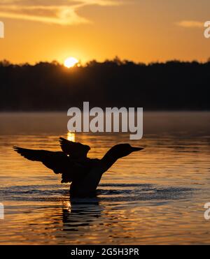 A Common Loon and Chick in Maine Stock Photo