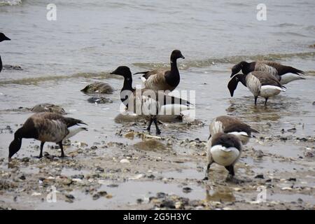 Birds eating the eggs of Horseshoe crab (Limulus polyphemus). Stock Photo