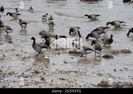 Birds eating the eggs of Horseshoe crab (Limulus polyphemus). Stock Photo