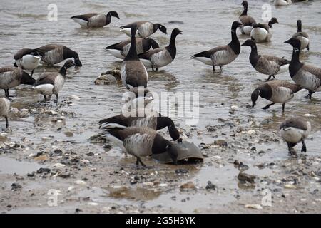 Birds eating the eggs of Horseshoe crab (Limulus polyphemus). Stock Photo