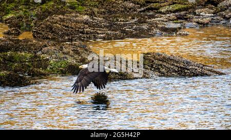 Bald Eagle in Flight over the Ocean near Sunset with Rocky Shoreline Stock Photo