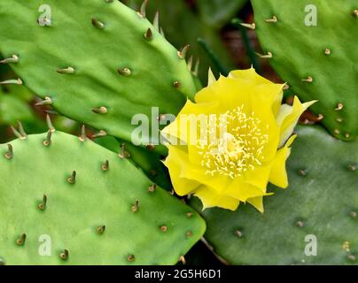 Closeup of the yellow flower and spiny pads of the Eastern Prickly Pear Cactus (Opuntia humifusa). Stock Photo