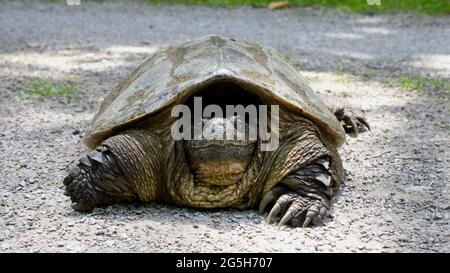 A Close Up of a Snapping Turtle In Pennsylvania Stock Photo