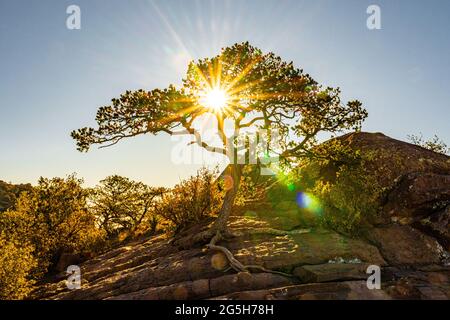 Large Sun Burst Through Tree on Lost Mine Trail in Big bend National Park Stock Photo